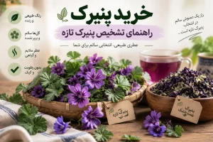 راهنمای تشخصی پنیرک تازه