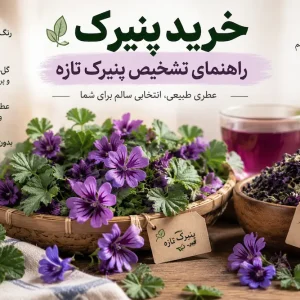 راهنمای تشخصی پنیرک تازه